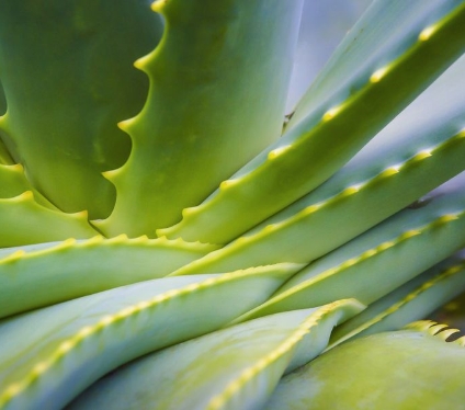 aloe-vera-plant-close-up-royalty