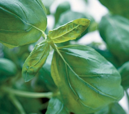 basil