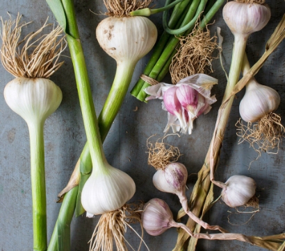 fresh-garlic_0
